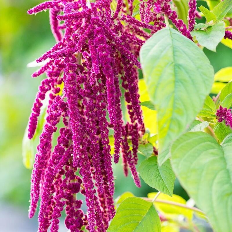 RAUSCH Repair-Conditioner mit Amaranth